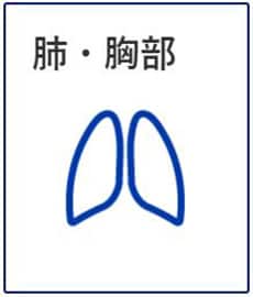 肺・胸部 image