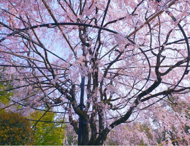 アジア（日本の花景色）