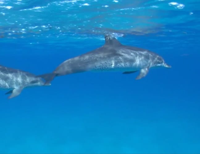 自然（海洋生物）