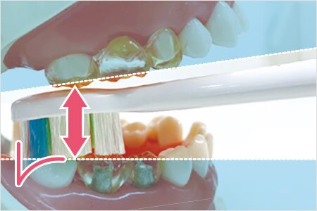 磨きにくい奥歯も自然に届く