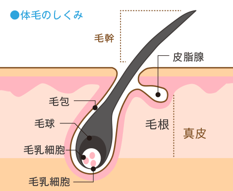 体毛のしくみ