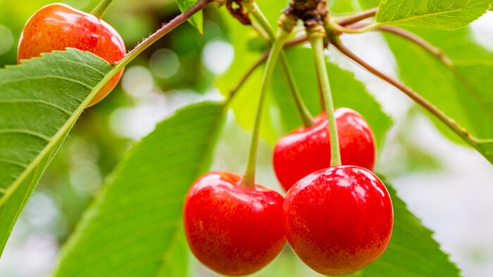 果物などを探すために発達した赤色を感知する色覚